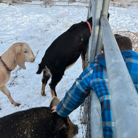 Animals